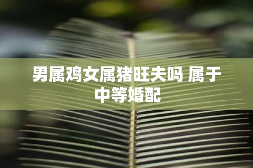 男属鸡女属猪旺夫吗 属于中等婚配