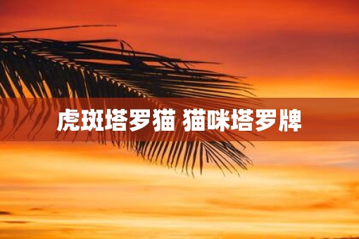 虎斑塔罗猫 猫咪塔罗牌 虎斑塔罗猫 猫咪塔罗牌