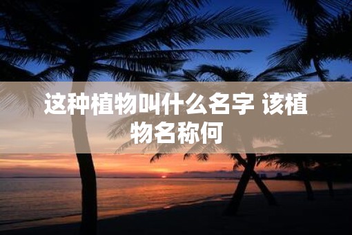 这种植物叫什么名字 该植物名称何