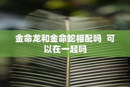 金命龙和金命蛇相配吗  可以在一起吗