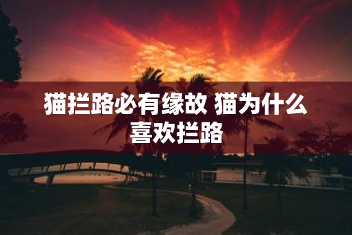 猫拦路必有缘故 猫为什么喜欢拦路