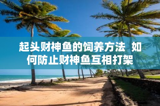 起头财神鱼的饲养方法  如何防止财神鱼互相打架