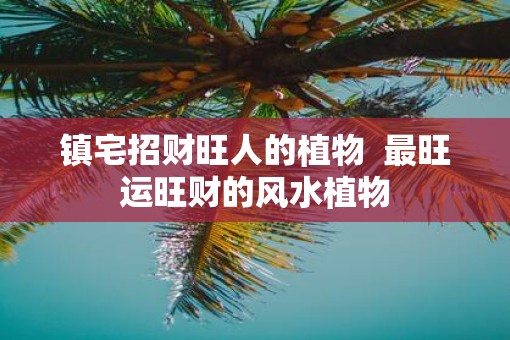 镇宅招财旺人的植物  最旺运旺财的风水植物