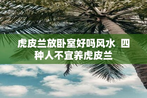 虎皮兰放卧室好吗风水  四种人不宜养虎皮兰