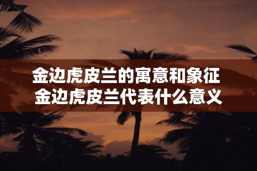 金边虎皮兰的寓意和象征 金边虎皮兰代表什么意义