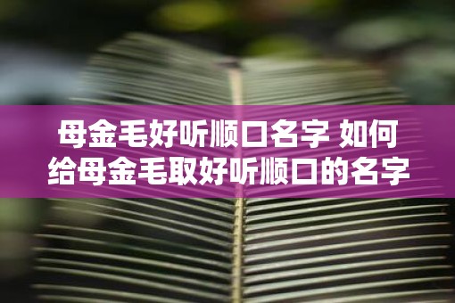 母金毛好听顺口名字 如何给母金毛取好听顺口的名字