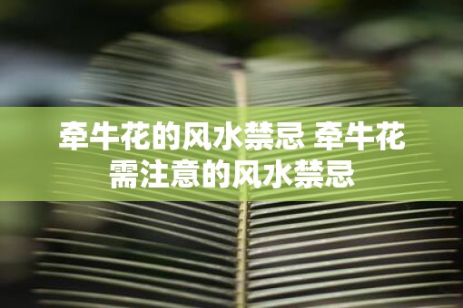 牵牛花的风水禁忌 牵牛花需注意的风水禁忌