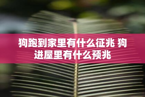 狗跑到家里有什么征兆 狗进屋里有什么预兆