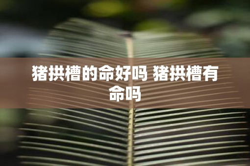 猪拱槽的命好吗 猪拱槽有命吗