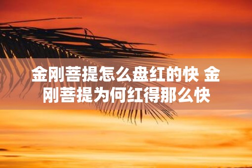 金刚菩提怎么盘红的快 金刚菩提为何红得那么快