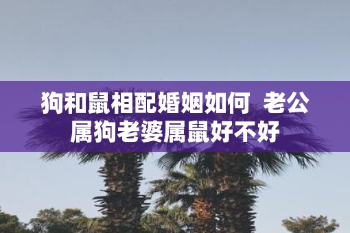 狗和鼠相配婚姻如何  老公属狗老婆属鼠好不好