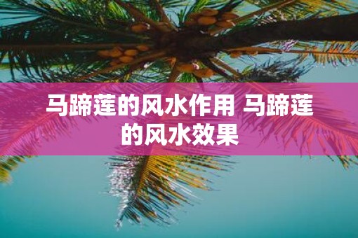 马蹄莲的风水作用 马蹄莲的风水效果