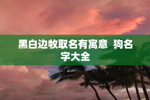 黑白边牧取名有寓意  狗名字大全
