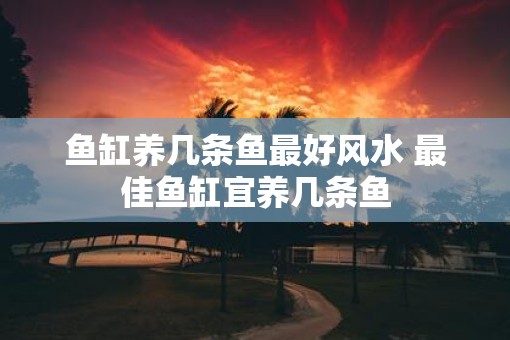 鱼缸养几条鱼最好风水 最佳鱼缸宜养几条鱼