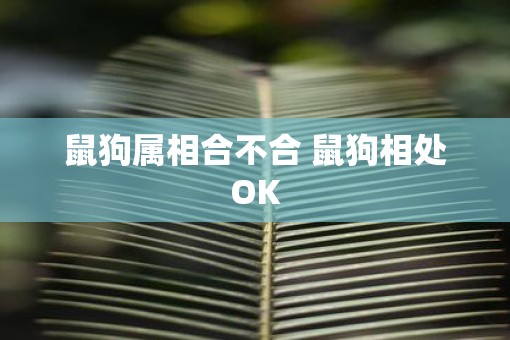 鼠狗属相合不合 鼠狗相处OK