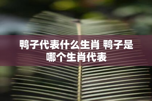 鸭子代表什么生肖 鸭子是哪个生肖代表