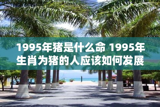 1995年猪是什么命 1995年生肖为猪的人应该如何发展事业
