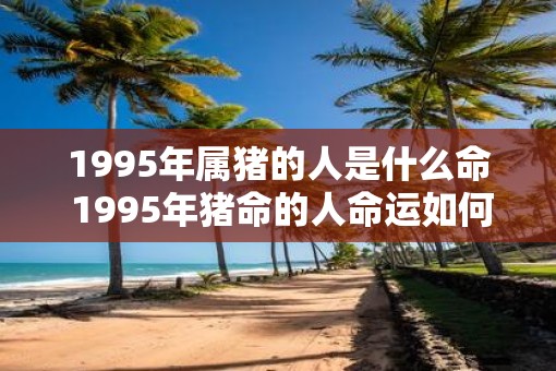 1995年属猪的人是什么命 1995年猪命的人命运如何