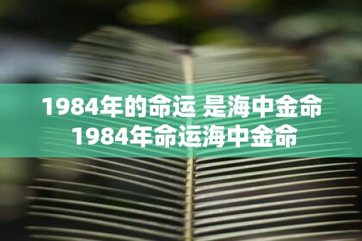 1984年的命运 是海中金命 1984年命运海中金命