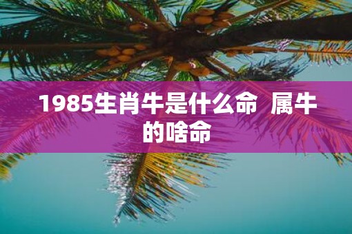 1985生肖牛是什么命  属牛的啥命