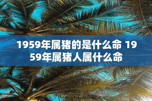 1959年属猪的是什么命 1959年属猪人属什么命