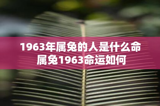 1963年属兔的人是什么命 属兔1963命运如何