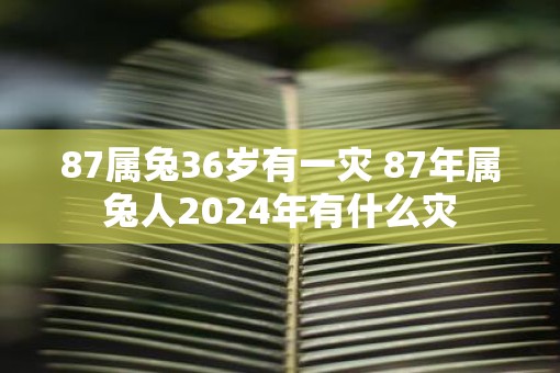 87属兔36岁有一灾 87年属兔人2025年有什么灾