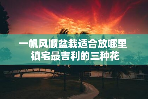 一帆风顺盆栽适合放哪里  镇宅最吉利的三种花