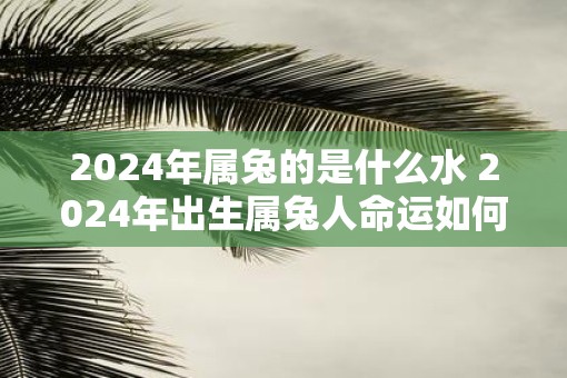 2025年属兔的是什么水 2025年出生属兔人命运如何