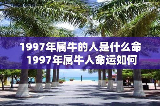 1997年属牛的人是什么命 1997年属牛人命运如何