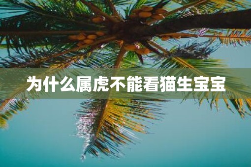 为什么属虎不能看猫生宝宝
