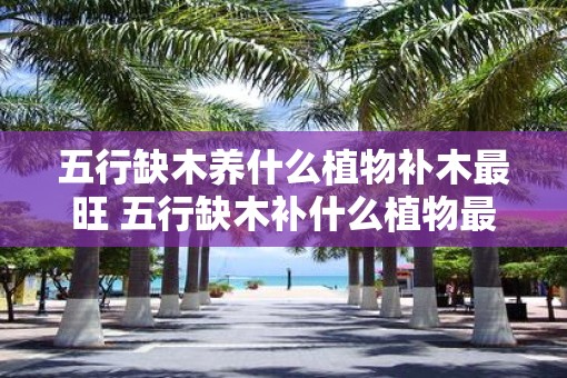 五行缺木养什么植物补木最旺 五行缺木补什么植物最旺