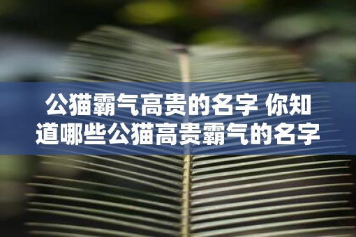公猫霸气高贵的名字 你知道哪些公猫高贵霸气的名字