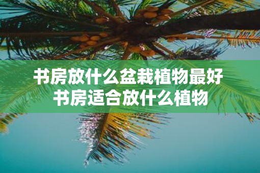 书房放什么盆栽植物最好 书房适合放什么植物