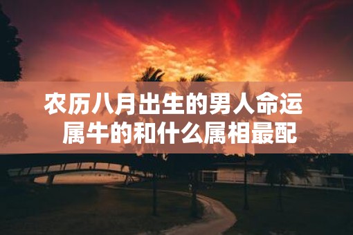 农历八月出生的男人命运 属牛的和什么属相最配 农历八月出生的男人命运 属牛的和什么属相最配