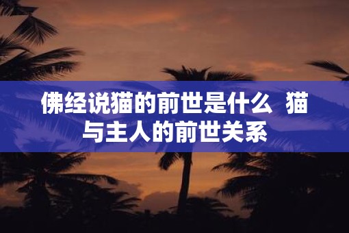 佛经说猫的前世是什么  猫与主人的前世关系