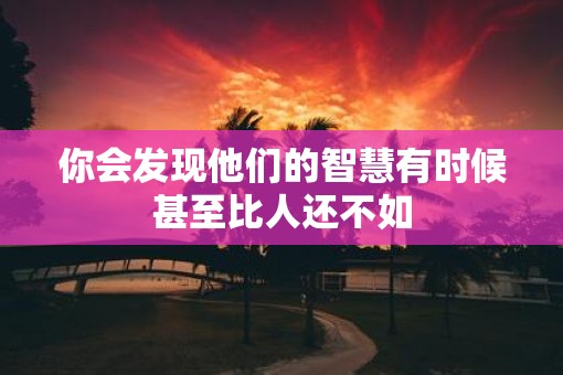 你会发现他们的智慧有时候甚至比人还不如