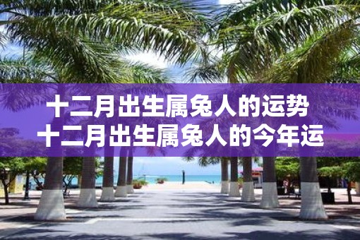 十二月出生属兔人的运势 十二月出生属兔人的今年运势如何