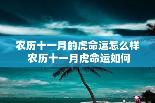农历十一月的虎命运怎么样 农历十一月虎命运如何