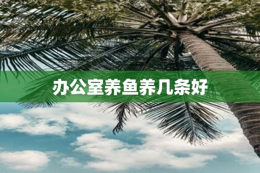 办公室养鱼养几条好
