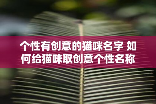 个性有创意的猫咪名字 如何给猫咪取创意个性名称