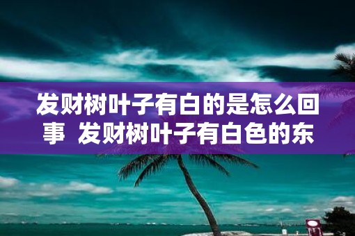 发财树叶子有白的是怎么回事  发财树叶子有白色的东西