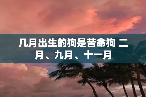 几月出生的狗是苦命狗 二月、九月、十一月
