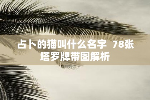 占卜的猫叫什么名字  78张塔罗牌带图解析