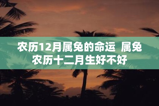 农历12月属兔的命运  属兔农历十二月生好不好