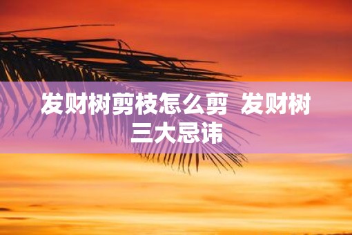 发财树剪枝怎么剪  发财树三大忌讳