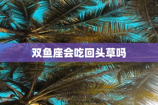 双鱼座会吃回头草吗