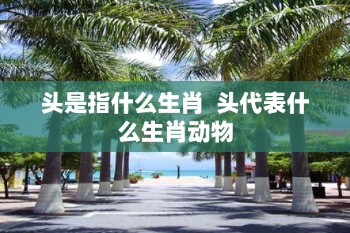 头是指什么生肖  头代表什么生肖动物