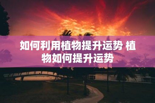 如何利用植物提升运势 植物如何提升运势