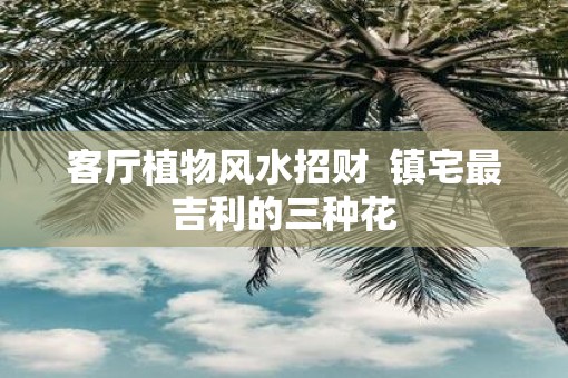 客厅植物风水招财  镇宅最吉利的三种花